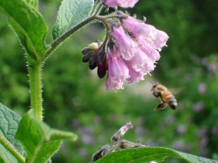 Honey Bee Working the Comfrey